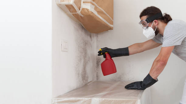 Professional Attic Mold Remediation technician working in Cambridge, IL
