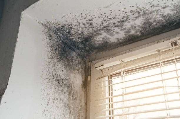 Affordable Attic Mold Remediation solutions in Cambridge, IL