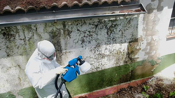 Top rated local Attic Mold Remediation specialists in Cambridge, IL